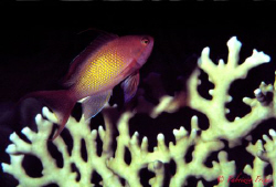 A small picture from the Red Sea. by Fabrizio Frixa 